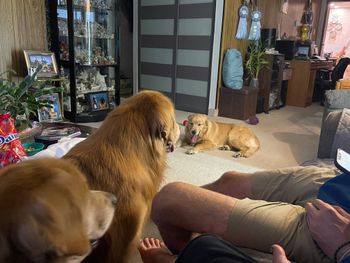 Baloo, Arttu, Porsche
