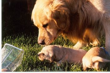 Bentley and Bailey
