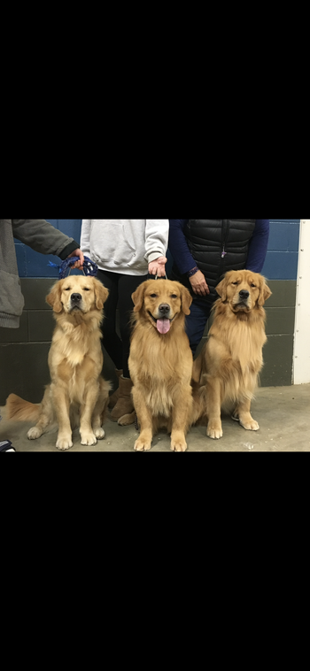 Carter, Baloo, Arttu
