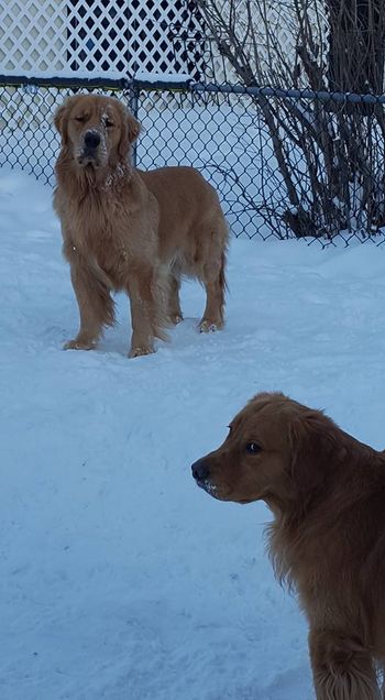 Arttu and Baloo
