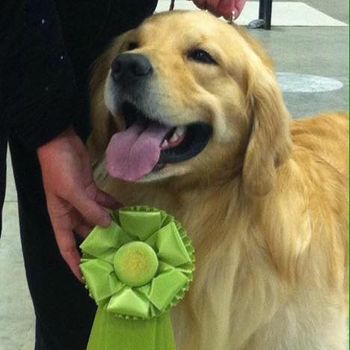 Matrix winning Best Bred By Exhibitor in Sporting Group
