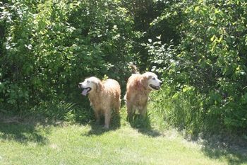 Rocky and Wilson
