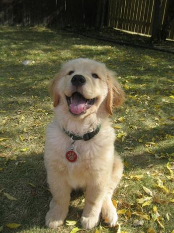 Cooper
