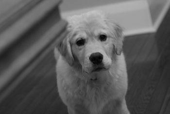 Pippin
