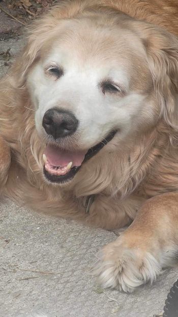 Cooper
