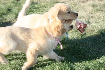 Puppies!
