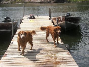 Jet and Kodi
