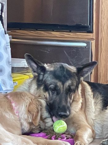 Porsche & Bentley ( German Shepherd )
