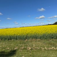 Yellow Fields by Gene Murphy