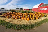 Bi-Zi Farms Pumpkin Patch w/Rich Landar