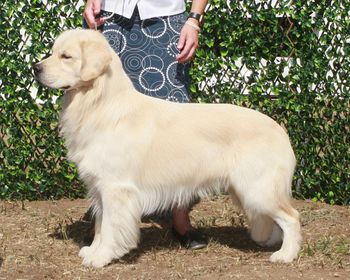 Sire
