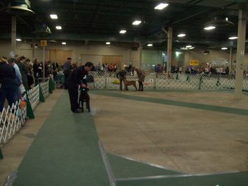 Morgan being examined by the Judge. She did very well and won the 6-9 month Puppy Bitch Class (12/04/11).
