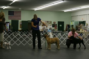 08/18/08 UKC Show in Kalamazoo, MI. Stoli wins Best Puppy in Breed, Puppy Group 1, and Best Puppy in Show.
