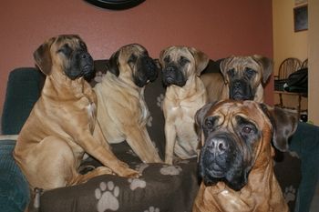 The whole crew: Landry, Dallas, Dora, Macy and Missy
