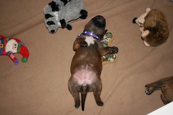 Morgan stretched out after a full belly.
