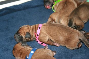 Brooklyn and Brady sleeping together.
