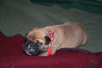 Pluto (red paw print boy) napping.
