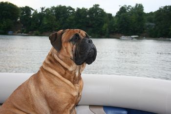Stoli checking out the surroundings.
