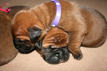 Morgan smooshing little Daisy.
