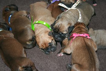 Sweet little darlings.
