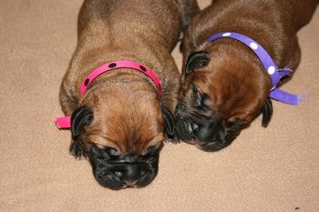 These girls love eachother. Brooklyn (pink polka dot girl) and Morgan (purple polka dot girl).
