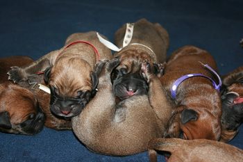 Sleeping beauties!
