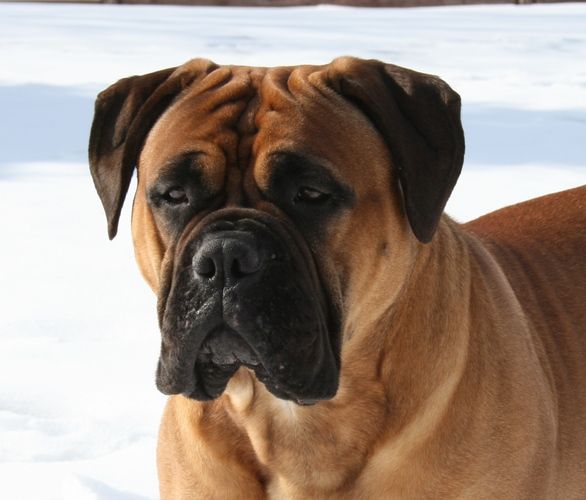 GCH. Newcastle's Top Shelf, TDI, CGC "Stoli"
