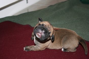 Pluto giving his best face for the photo. He looks like a little mouse!
