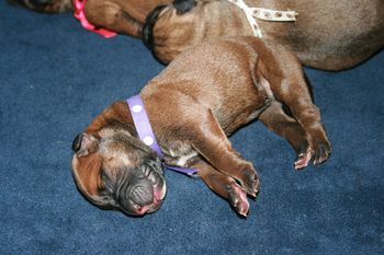Morgan all stretched out.
