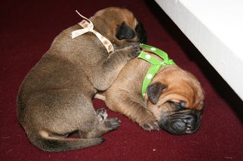 Beau and Madison napping together.
