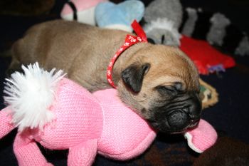 Pluto and his favorite bunny.
