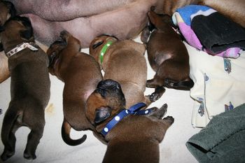 Brady (blue polka dot boy) sleeping on the others after dinner.
