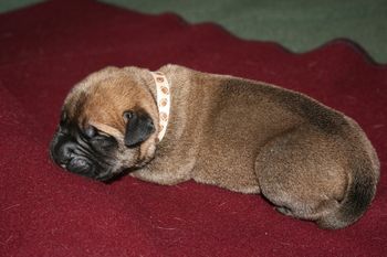 Beau (white football boy) napping.
