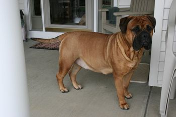 Stoli on 04/28/11. Definately getting bigger....
