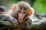 Flying Monkeys