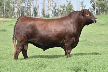 RED TOWAW MCGREGOR 601J
