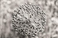 A Spring Harvest of Poems and Songs