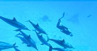 Dolphin Retreat in Egypt