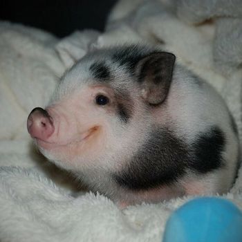 Pintabian piglet???
