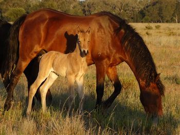 Colt Born 25.10.16
