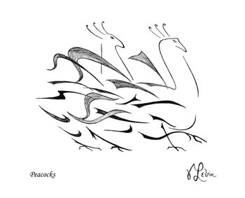 Peacocks
