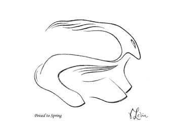 Poised To Spring
