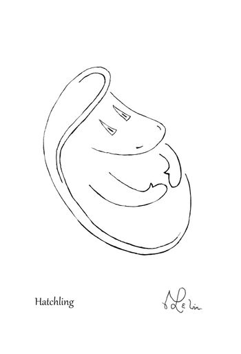 Hatchling
