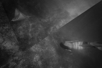 Chasing Angels : Kiva freediving with Spotted Eagle Ray : St. Croix
