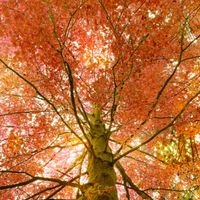 The Wild Fall by Tuck & Friends