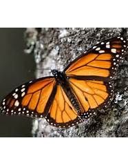 Council of Southern Indiana Monarch Festival