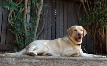 Rosie
