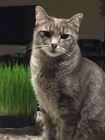 Organic Grass Only!
