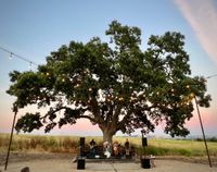 Vintage Community Friday Night Concert Series
