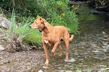 "Ruby" the brown hound (Photo provided)
